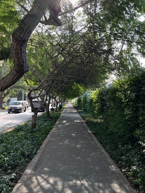 Vereda arbolada de San Isidro